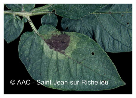 Phytophthora infestans (Mont.) de Bary