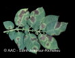 Phytophthora infestans (Mont.) de Bary