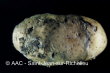 Phytophthora infestans (Mont.) de Bary