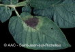 Phytophthora infestans (Mont.) de Bary
