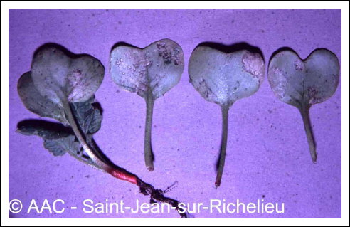 Peronospora parasitica (Pers.:Fr.) Fr.