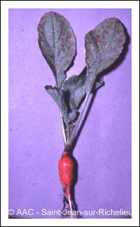 Peronospora parasitica (Pers.:Fr.) Fr.