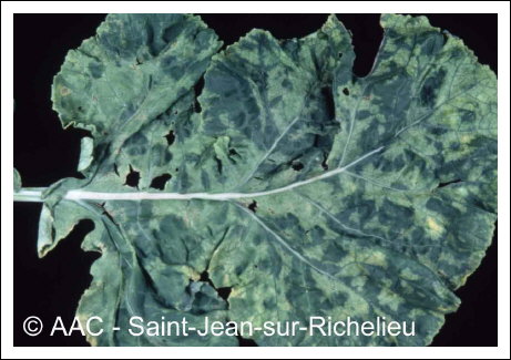 Turnip mosaic virus