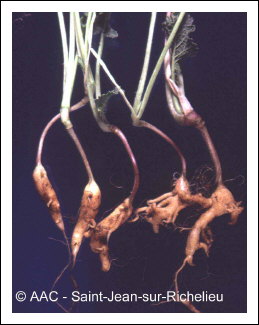 Plasmodiophora brassicae Woronin