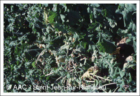 Plasmodiophora brassicae Woronin