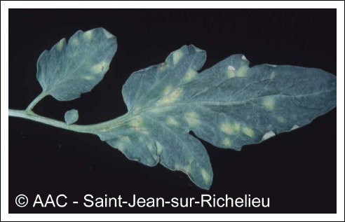 Fulvia fulva (Cooke) Cif.