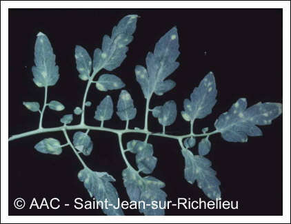 Fulvia fulva (Cooke) Cif.