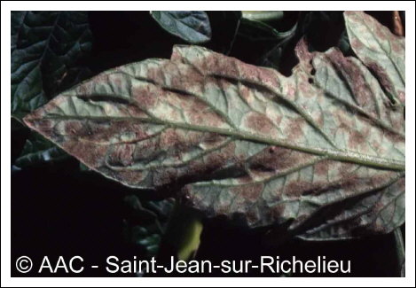 Fulvia fulva (Cooke) Cif.