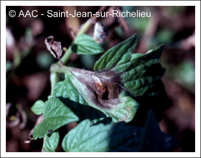 Phytophthora infestans (Mont.) de Bary