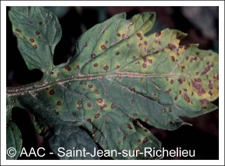 Septoria lycopersici Speg.
