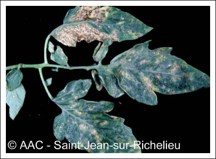 Septoria lycopersici Speg.