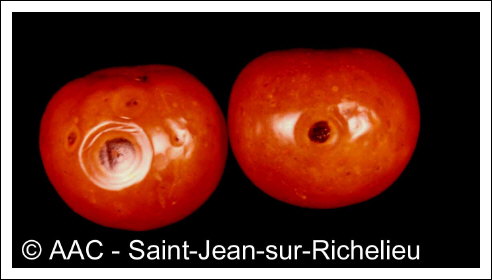 Colletotrichum coccodes (Wallr.) S.J.Hughes