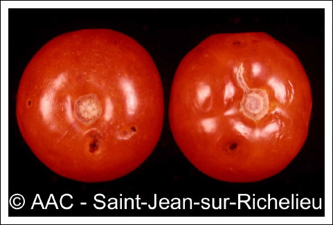Colletotrichum coccodes (Wallr.) S.J.Hughes