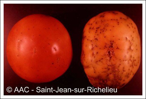 Pseudomonas syringae pv. tomato 