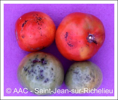 Pseudomonas syringae pv. tomato 