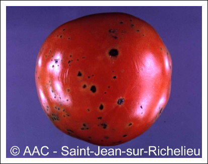 Xanthomonas campestris pv. vesicatoria