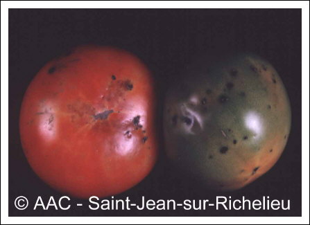 Xanthomonas campestris pv. vesicatoria