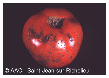 Clavibacter michiganensis subsp. michiganensis 