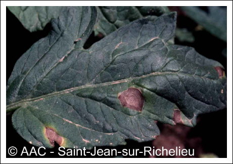 Alternaria solani Sorauer