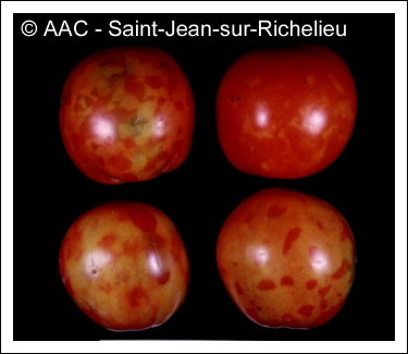 Tomato spotted wilt virus