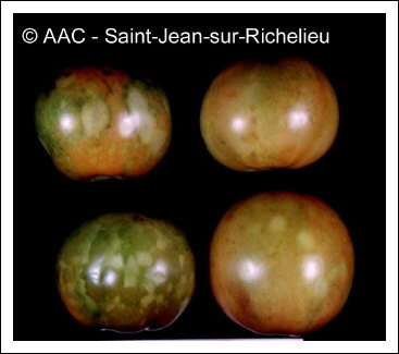 Tomato spotted wilt virus