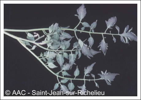 Cucumber mosaic virus