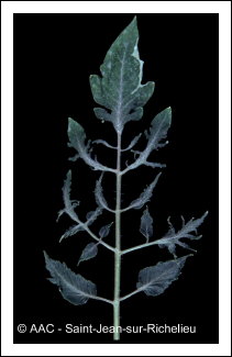 Cucumber mosaic virus