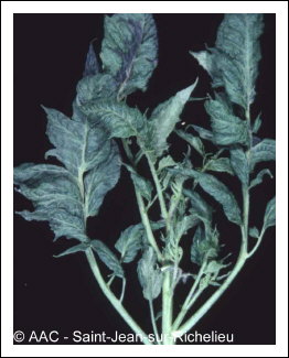 Tomato mosaic virus
