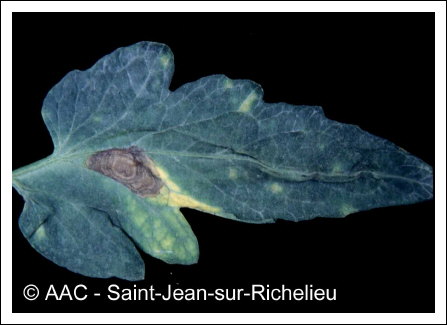 Alternaria solani Sorauer