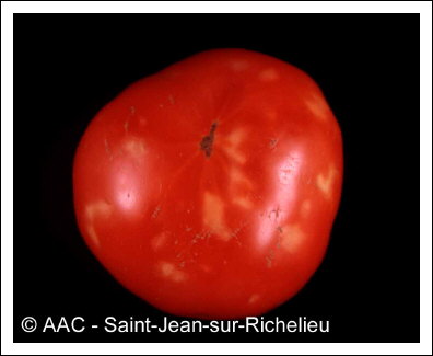Tomato mosaic virus
