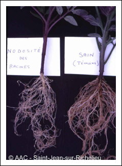 Meloidogyne hapla Chitwood