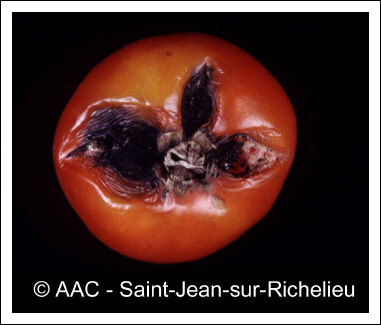 Alternaria solani Sorauer