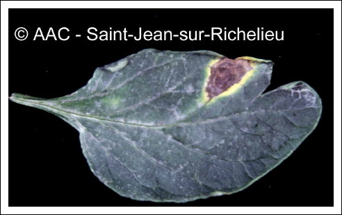 Alternaria solani Sorauer