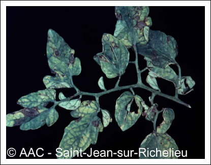 Alternaria solani Sorauer