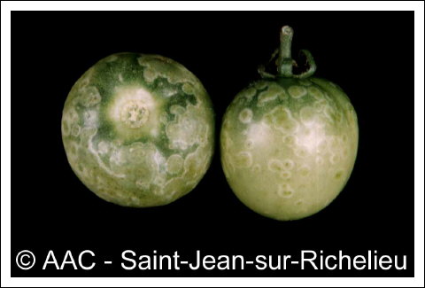 Botrytis cinerea Pers:Fr.