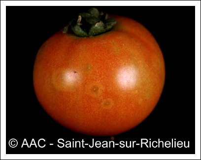 Botrytis cinerea Pers:Fr.