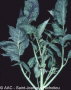 Tomato mosaic virus