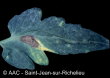 Alternaria solani Sorauer