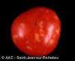 Tomato mosaic virus
