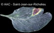 Alternaria solani Sorauer