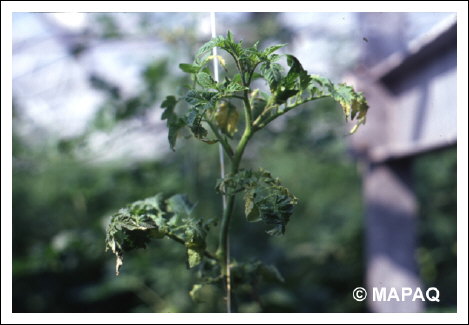 Virus de la mosa�que du P�pino (VMPep)