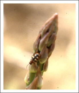 Crioc�re de l'asperge