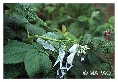 Anneleur du framboisier