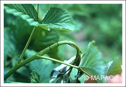 Anneleur du framboisier