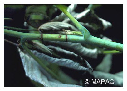 Anneleur du framboisier