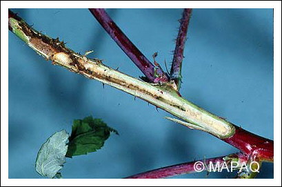 Anneleur du framboisier
