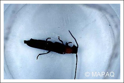 Anneleur du framboisier