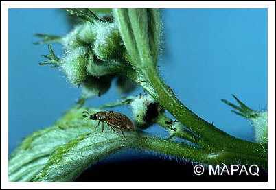 Byture des framboises