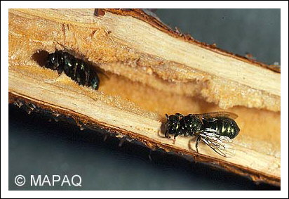 Petite gu�pe charpenti�re