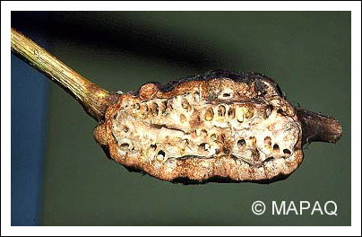 Gu�pe charpenti�re